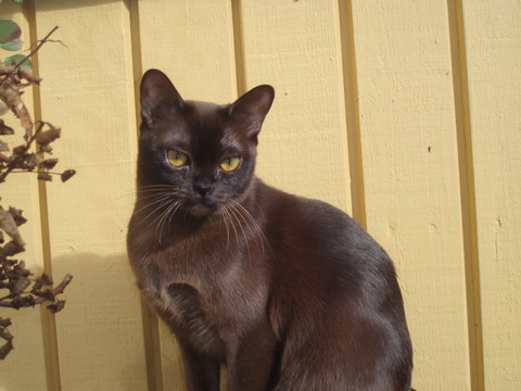 zanella triple grand champion