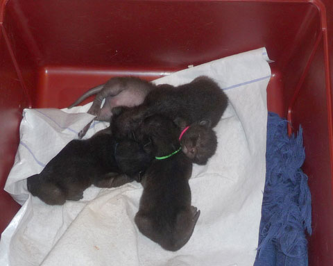 Zanellas kull jan-09_2