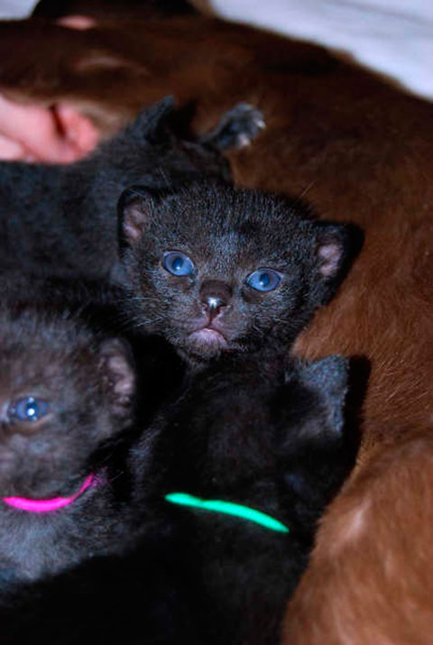 Zanellas kull jan-09